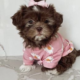 Shih Tzus from Arizona Imperials