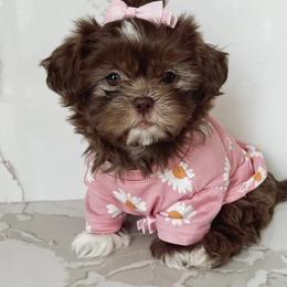 Shih Tzus from Arizona Imperials