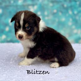 Blitzen - Red tri-color male Australian Shepherd puppy in Howardsville, Virginia from Spectacular Aussies and Cavaliers