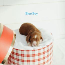 Blue Boy - Red  male Goldendoodle puppy in Rio Linda, California from GoldendoodlePaw