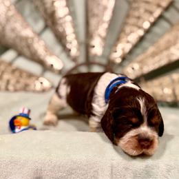 Blue boy - Tri-Roan male English Springer Spaniel puppy in Cleburne, Texas from Powers English Springer Spaniels