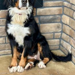 Bernedoodle puppies from Down Home Doodle