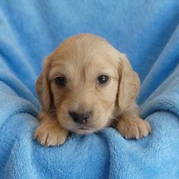 Boomer - Cream male Dachshund puppy in Plant City, Florida from Oakley's Dachshund Ranch
