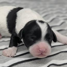 Stratus - Black and white male Cavapoo puppy in Salem, New Jersey from Dreamy Night Doodles