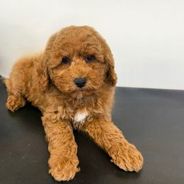Orange collar male - Red  male Poodle puppy in Henefer, Utah from Mountain Valley Poodles