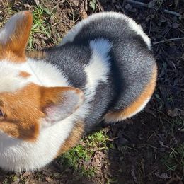 Trouble - Pembroke Welsh Corgi