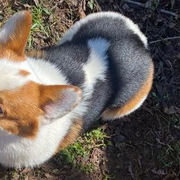 Trouble - Pembroke Welsh Corgi