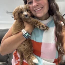 Cavapoo and Dachshund Puppies from Bliss Hafen