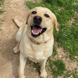 Maggie - Labrador Retriever