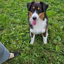 Australian Shepherd puppies from BlueSpark Australian Shepherds