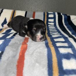 Reese - Black and tan male Pembroke Welsh Corgi puppy in Washington from Castle View Royal Rumps