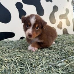 Huck - Red & white male Miniature Australian Shepherd puppy in Tucson, Arizona from Soqui Ortiz Cattle Ranch
