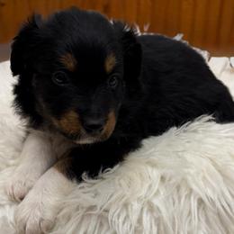 Luna - Black tri-color female Australian Shepherd puppy in Harrah, Oklahoma from Kamm's Aussies