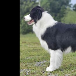 Beth - Border Collie