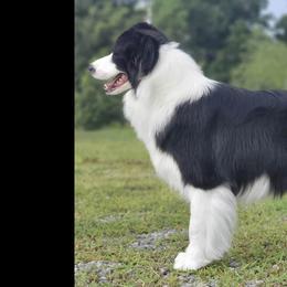 Beth - Border Collie