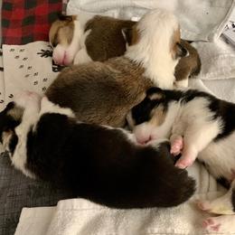 Pembroke Welsh Corgis from Blue Mountain Corgis