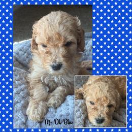 B4- Dk Blue - Apricot male Goldendoodle puppy in Ankeny, Iowa from Iowadoodles2love