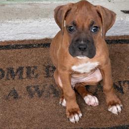 Riley - Fawn female Boxer puppy in Ocala, Florida from Bowers Boxers