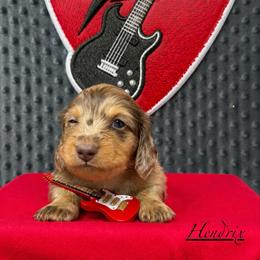 Hendrix - Dapple male Dachshund puppy in Pulaski, Tennessee from Billboard Doxies
