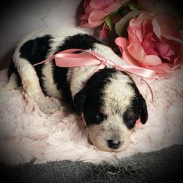 Willow - Black white and tan female Springerdoodle puppy in Fargo, North Dakota from Dakota SpringerDoodles