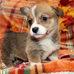 Cass - Red female Pembroke Welsh Corgi puppy in Akeley, Minnesota from Northwynd Corgis