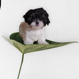 Boy 1 black-white - White male Morkie puppy in Concord, California from Puppy Boutique