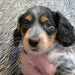 AKC LILLY - Piebald female Dachshund puppy in Bangs, Texas from Lickin'bach Miniature Dachshunds