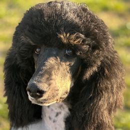 Rocky - Bernedoodle