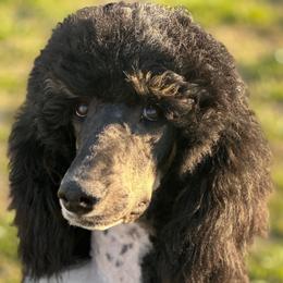 Rocky - Bernedoodle