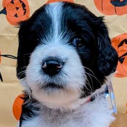 Betty White - Parti female Goldendoodle puppy in Springtown, Texas from Country Pups Doodles