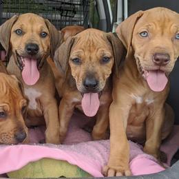 Rhodesian Ridgeback Puppies from Tampo Rhodesian Ridgeback