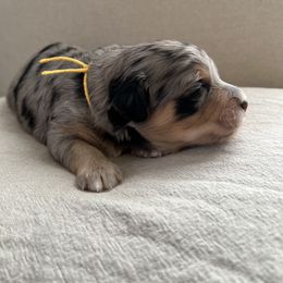Boy 2 - Blue merle Aussiedoodle puppy in Bend, Oregon from Bella Ridge Farms & Dapper Doodles
