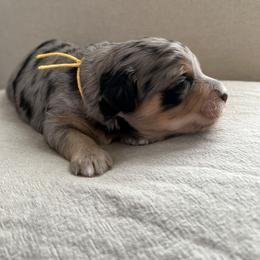Boy 2 - Blue merle Aussiedoodle puppy in Bend, Oregon from Bella Ridge Farms & Dapper Doodles