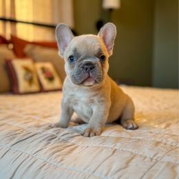 Knox - Tricolors male French Bulldog puppy in Monett, Missouri from Bailey French Bulldogs