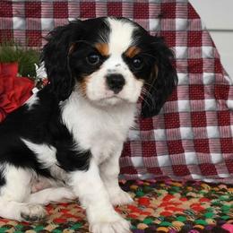 Cavalier King Charles Spaniels from Blueberry Hill Cavaliers