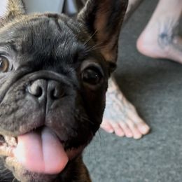 Nixie - Brindle and white French Bulldog puppy in Paso Robles, California from Divine French Bulldogs