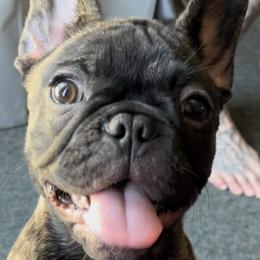 Nixie - Brindle and white French Bulldog puppy in Paso Robles, California from Divine French Bulldogs