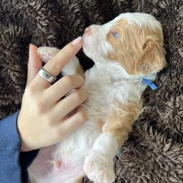 Goldendoodle Puppies from Loving Doodles