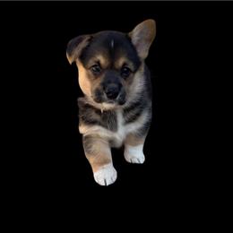 Wall-E - Black and tan male Pembroke Welsh Corgi puppy in Saint Johns, Florida from Colebrooke Farm