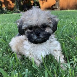 Shih Tzus from Texoma Shores ShihTzu’s