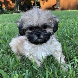 Shih Tzus from Texoma Shores ShihTzu’s