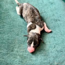 Theodore - Fawn brindle male Whippet puppy in Clinton, Tennessee from Ivanhoe Borzoi