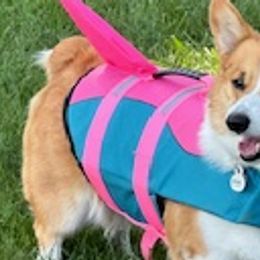 Pembroke Welsh Corgis from Legacy Woods Corgis