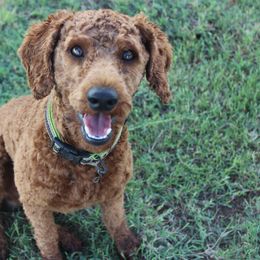 Aussiedoodle All Grown Up from Steen Ranch Doodles