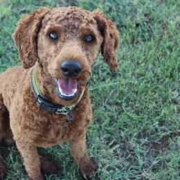Aussiedoodle All Grown Up from Steen Ranch Doodles