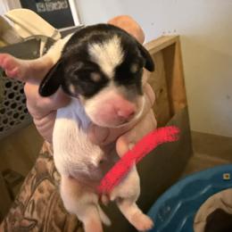 Girl 1 - Black and tan female Dachshund puppy in Paisley, Florida from Pantheon Dachshunds