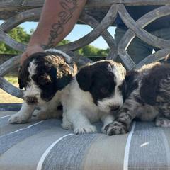 Saint Berdoodles from Brush Creek Shop, L.L.C