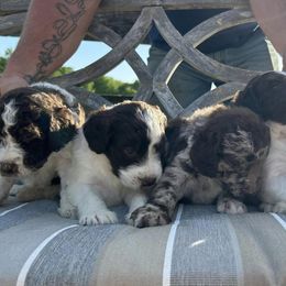 Saint Berdoodles from Brush Creek Shop, L.L.C