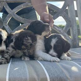 Saint Berdoodles from Brush Creek Shop, L.L.C