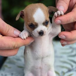 Lolita - Fawn and white female Chihuahua puppy in East Camden, Arkansas from RoyAl